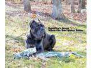 Cane Corso Puppy for sale in Whitestone, NY, USA