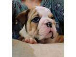 Bulldog Puppy for sale in Norfolk, VA, USA