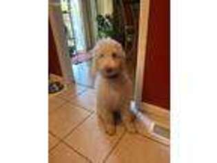 Goldendoodle Puppy for sale in Rogers, AR, USA