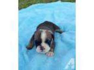 Bulldog Puppy for sale in WHITEVILLE, TN, USA