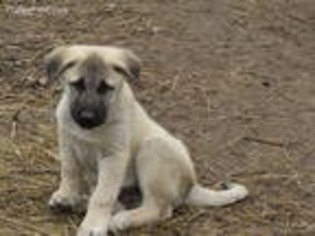 Anatolian Shepherd Puppy for sale in Gate City, VA, USA