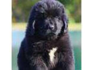 Newfoundland Puppy for sale in Fredericksburg, PA, USA