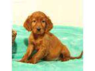 Irish Setter Puppy for sale in Ronks, PA, USA