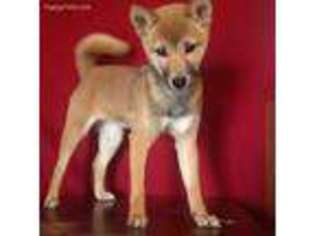 Shiba Inu Puppy for sale in Wentzville, MO, USA