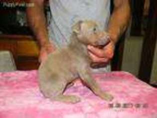 Doberman Pinscher Puppy for sale in Paw Paw, MI, USA