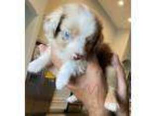 Australian Shepherd Puppy for sale in Phelan, CA, USA