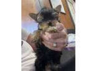 Yorkshire Terrier Puppy for sale in Stover, MO, USA