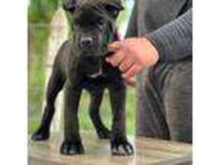 Cane Corso Puppy for sale in Gridley, CA, USA