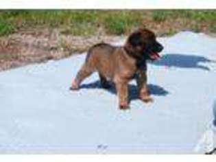 Belgian Malinois Puppy for sale in LOXAHATCHEE, FL, USA