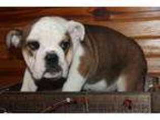 Bulldog Puppy for sale in Wickliffe, KY, USA