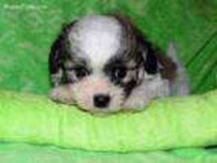 Bichon Frise Puppy for sale in Roseburg, OR, USA