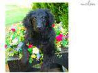 Goldendoodle Puppy for sale in Charlottesville, VA, USA