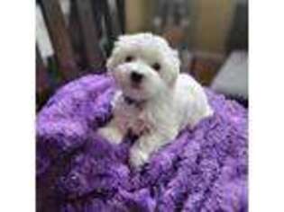 Maltese Puppy for sale in Bellevue, WA, USA