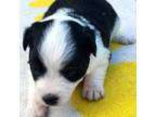 Border Collie Puppy for sale in Dallas, TX, USA