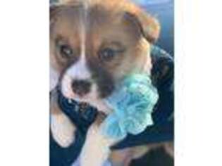 Pembroke Welsh Corgi Puppy for sale in Hoschton, GA, USA