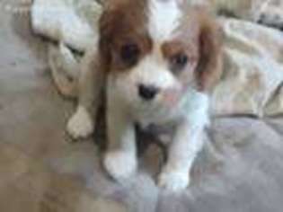 Cavalier King Charles Spaniel Puppy for sale in Crete, IL, USA