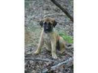 Anatolian Shepherd Puppy for sale in Vance, AL, USA