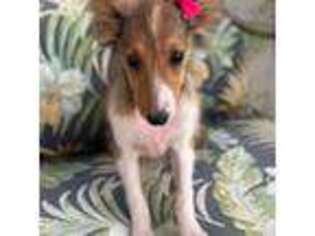 Shetland Sheepdog Puppy for sale in Corona, CA, USA