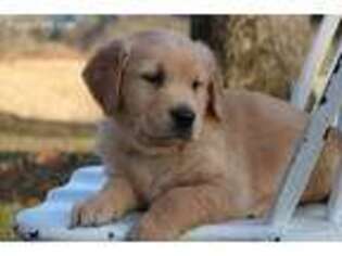 Golden Retriever Puppy for sale in Mc Alisterville, PA, USA