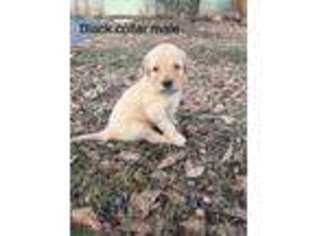 Goldendoodle Puppy for sale in Ramer, TN, USA