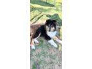 Collie Puppy for sale in SOUTHBURY, CT, USA