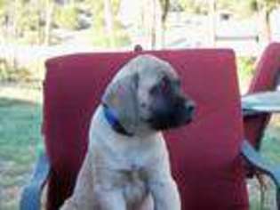 Mastiff Puppy for sale in Edgewood, NM, USA