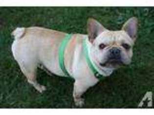 French Bulldog Puppy for sale in MARION, OH, USA