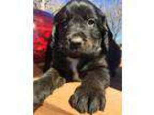 Bernese Mountain Dog Puppy for sale in Osage City, KS, USA