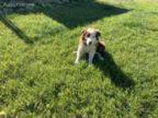 Border Collie Puppy for sale in Hermiston, OR, USA