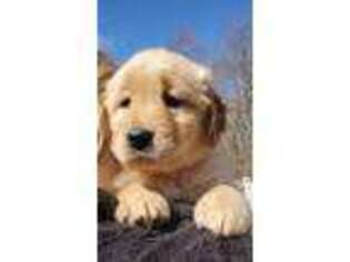 Golden Retriever Puppy for sale in Vintondale, PA, USA