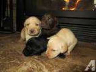 Labrador Retriever Puppy for sale in CLAYTON, CA, USA