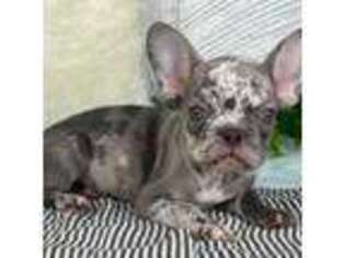 French Bulldog Puppy for sale in Shipshewana, IN, USA