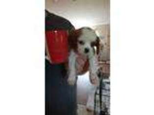 Cavalier King Charles Spaniel Puppy for sale in Shacklefords, VA, USA