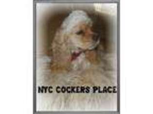 Cocker Spaniel Puppy for sale in Staten Island, NY, USA