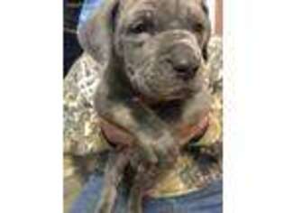 Cane Corso Puppy for sale in Kinsman, OH, USA