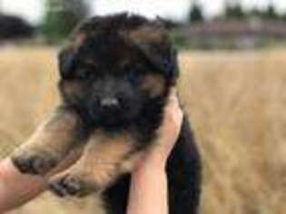 German Shepherd Dog Puppy for sale in Vancouver, WA, USA