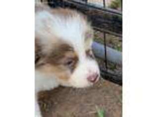 Australian Shepherd Puppy for sale in Tecumseh, OK, USA
