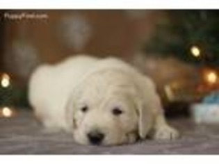 Golden Retriever Puppy for sale in Oakland, MD, USA