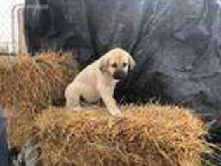 Anatolian Shepherd Puppy for sale in Lees Summit, MO, USA