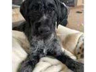 German Wirehaired Pointer Puppy for sale in Camden, IN, USA