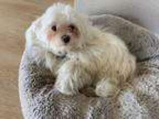 Maltese Puppy for sale in Wesley Chapel, FL, USA