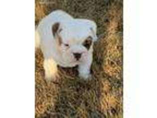 Bulldog Puppy for sale in Kinta, OK, USA