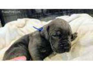 Great Dane Puppy for sale in Okeana, OH, USA