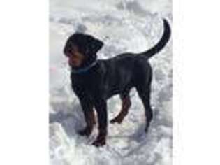Rottweiler Puppy for sale in JEFFERSON VALLEY, NY, USA