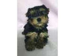 Yorkshire Terrier Puppy for sale in Snowville, UT, USA