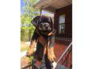 Rottweiler Puppy for sale in Warrior, AL, USA