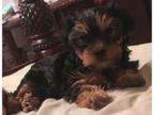 Yorkshire Terrier Puppy for sale in Florence, SC, USA