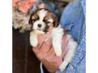 Mutt Puppy for sale in Lena, LA, USA
