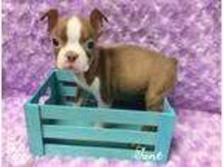 Boston Terrier Puppy for sale in Petal, MS, USA