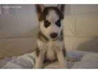 Siberian Husky Puppy for sale in Hollywood, FL, USA